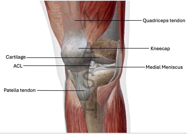 Figure: Structures in the knee that can cause knee pain