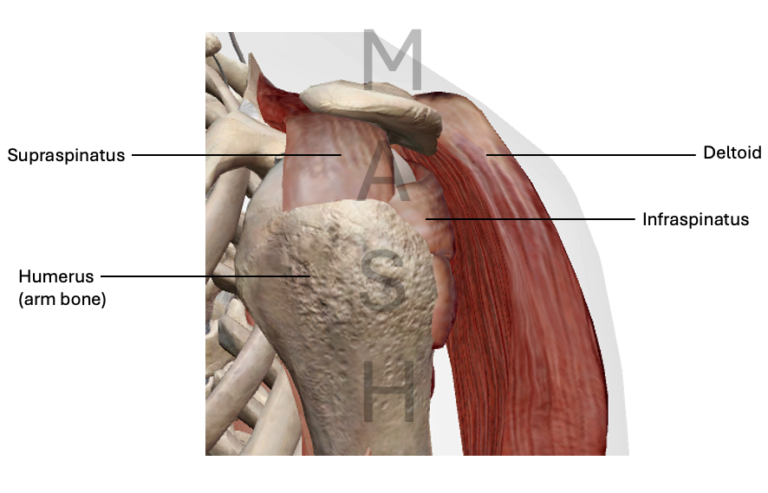 Figure: Side view of the shoulder with muscles