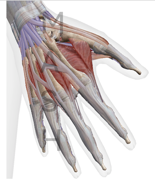 Figure: Picture showing multiple tendons crossing the wrist into the hand