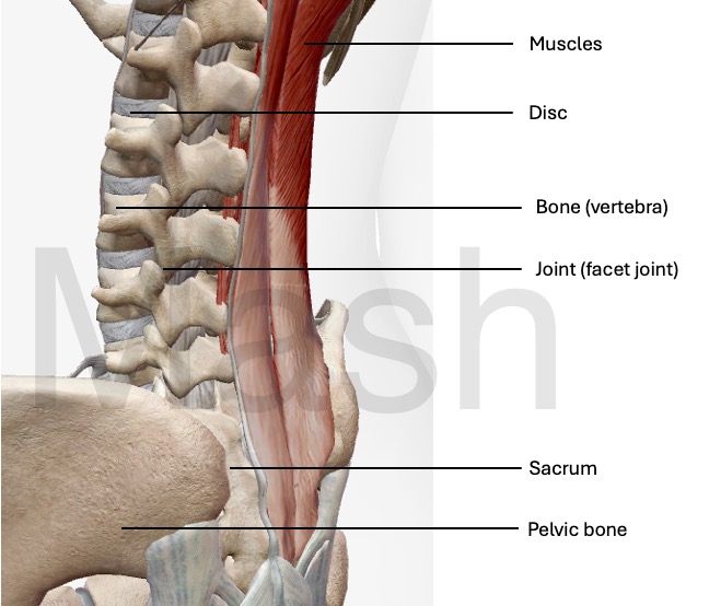 Figure showing structures that can cause low back pain