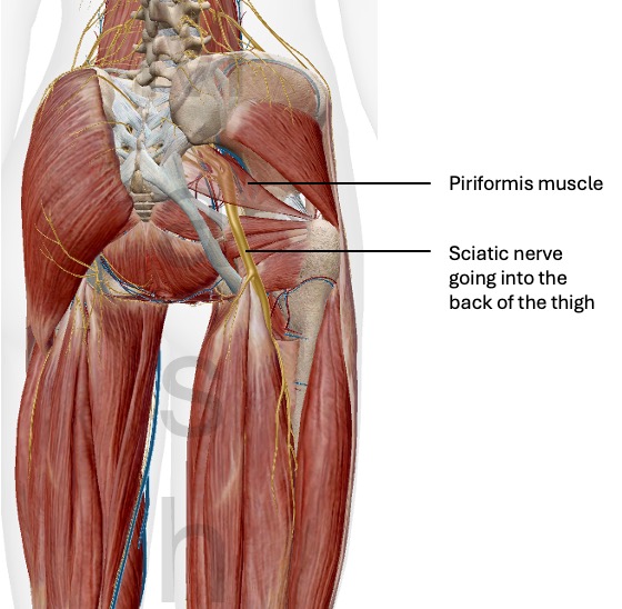 Figure showing the right sciatic nerve going in the back of the thigh